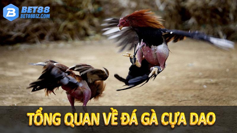 Tổng quan về đá gà cựa dao