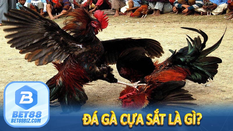 Đá gà cựa sắt là gì?